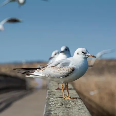 Anchor By Ici Algarve