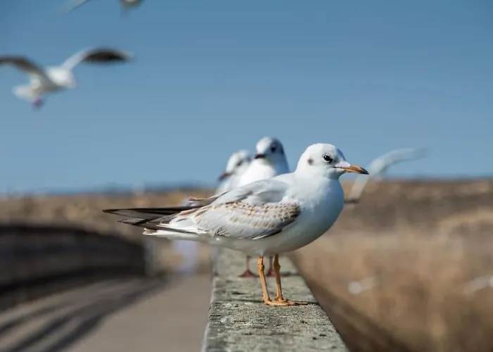 Anchor By Ici Algarve